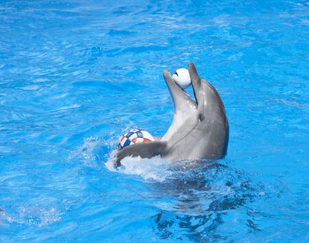 Dancing dolphin with balls at poolの写真素材