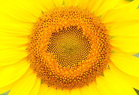 Sunflower head. Texture or backgroundの写真素材