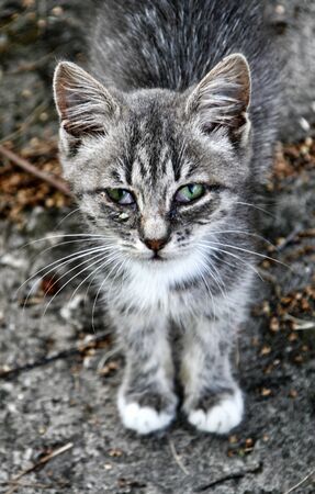 Close-up view of very sad tabby kittenの写真素材