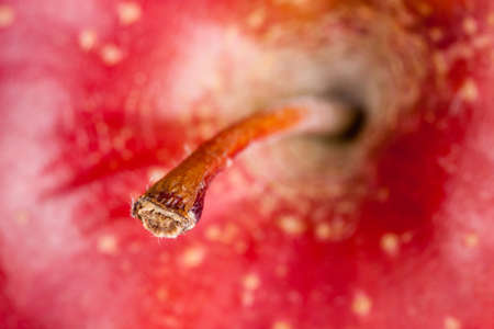 Close-up of red ripe apple. Focus on stemの写真素材