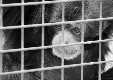 Sad lonely monkey in cage. In B/Wの写真素材