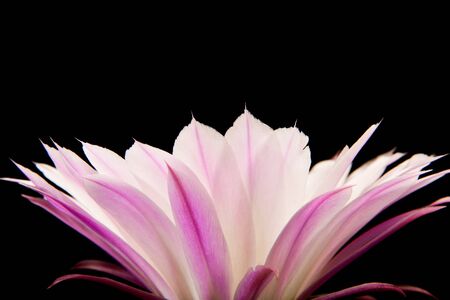 Pink cactus flower isolated on blackの写真素材