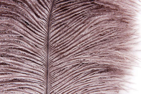 Close-up of a single dark bird featherの写真素材