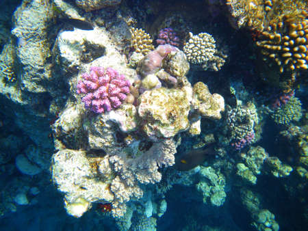 Coral reef underwater. Sea wildlifeの写真素材