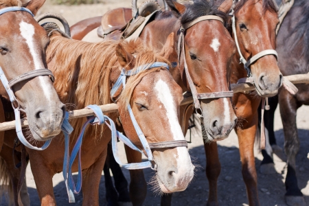 Brown horses on ranch at corralの写真素材