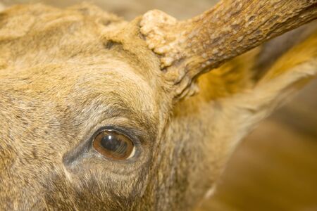 Eye of the elk. Stuffed animalの写真素材