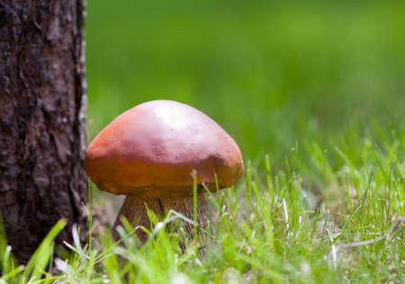 Big mushroom under a tree. Boletus edulisの写真素材