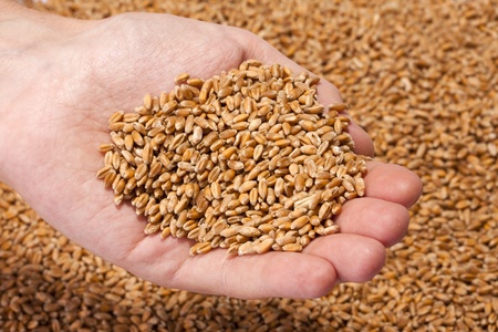 Farmer hand full of ripe wheat seedsの写真素材