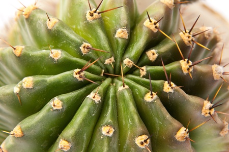 Green cactus surface. Texture or backgroundの写真素材