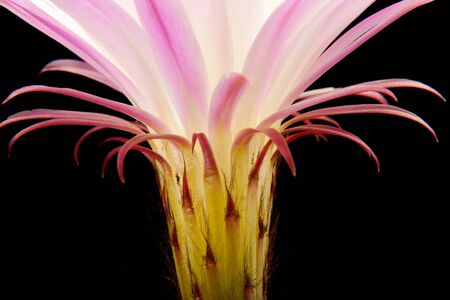 Pink cactus flower isolated on blackの写真素材