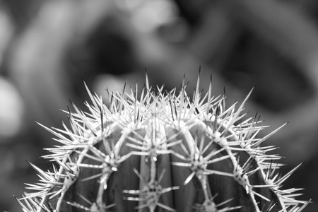 Close-up of cactus. In B/Wの写真素材