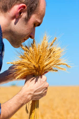 Farmer with ears in wheat field checking his harvestの写真素材