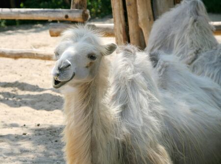 White camel in city zooの写真素材