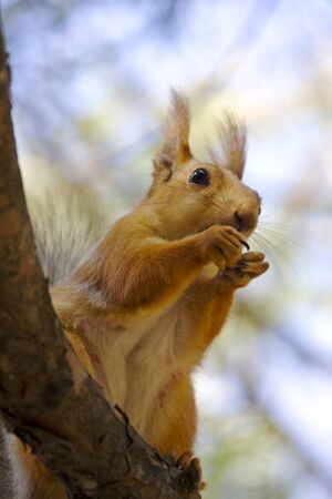 Squirrel with nutの写真素材