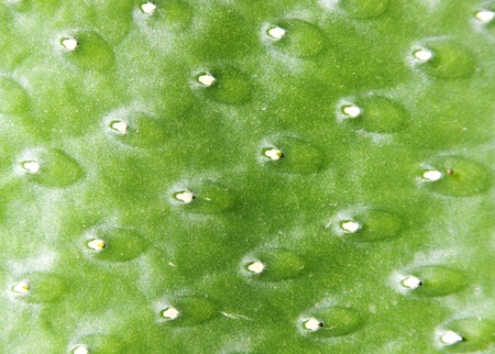 Green cactus surface. Use for texture or backgroundの写真素材