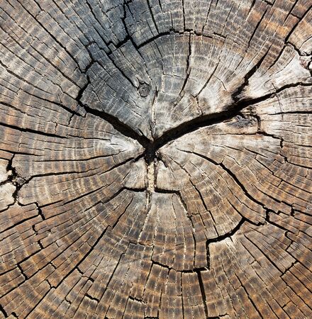 Background of old cracked trunk profileの写真素材