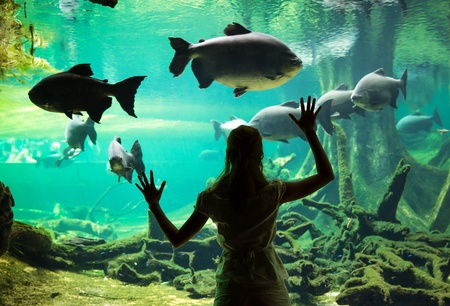 Silhouette of young woman watching fishes at the oceanariumの写真素材