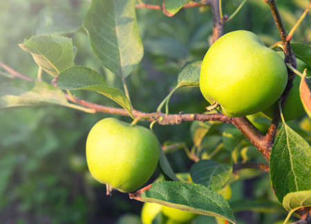 Ripe green apples on tree branchの写真素材