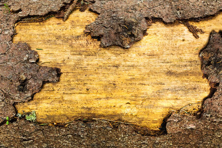 Old wooden tree background, brown colorsの写真素材