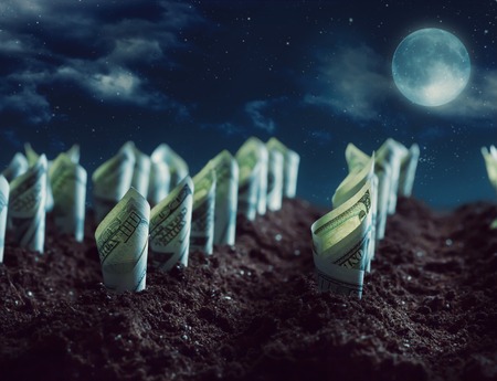 Garden bed of american dollars grow from the ground at nightの写真素材