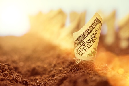 Garden bed of american dollars grow from the ground - the concept of profit and harvest