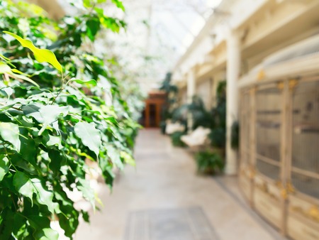 Corridor of the plant gallery interior. Focus on leavesの写真素材