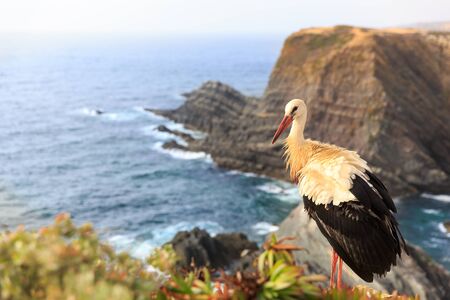 Stork standing on the mountain against the seaの写真素材