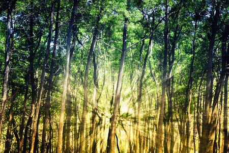 Bright sun rays in the summer forest