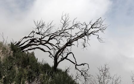 Obscure mountains with dead trees, Madeira