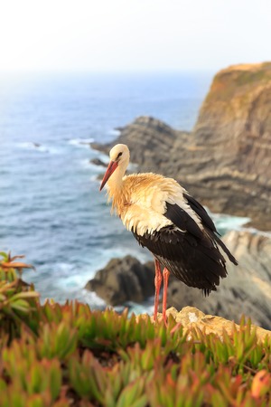 Stork standing on the mountain against the seaの写真素材