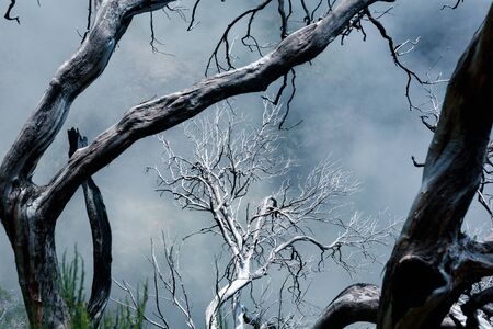 Dry dead trees in foggy mountains. Toned