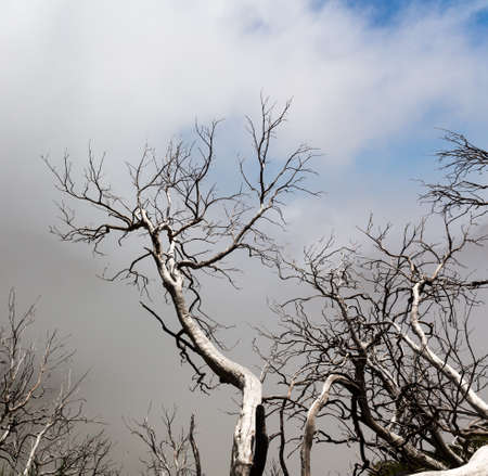 Dry dead trees in foggy mountainsの写真素材