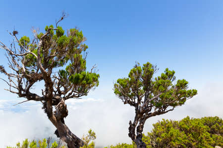 Green trees in mountains above the cloudsの写真素材