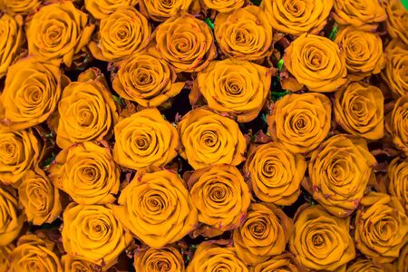 Fresh spring gold roses. Texture or backgroundの写真素材