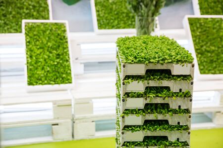 Pile of boxes with vegetation close upの写真素材