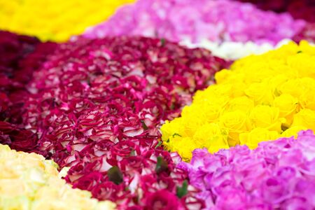 Flowerbed full of various colorful rosesの写真素材