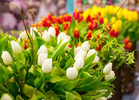 Fresh colorful tulips in a rowの写真素材