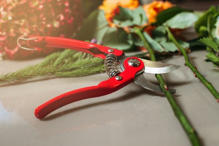 Red garden scissors cutting rose.の写真素材
