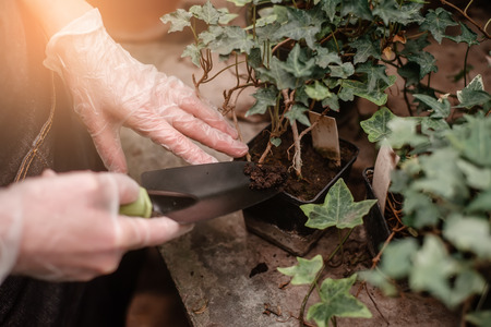 Closeup of gardeners hands planting flowersの写真素材