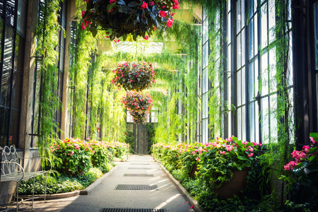 Green alley with flowers hanging in pots.の写真素材