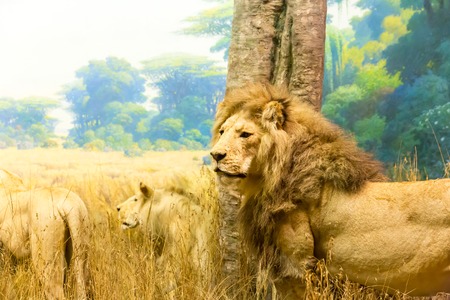 Family of lions.の写真素材