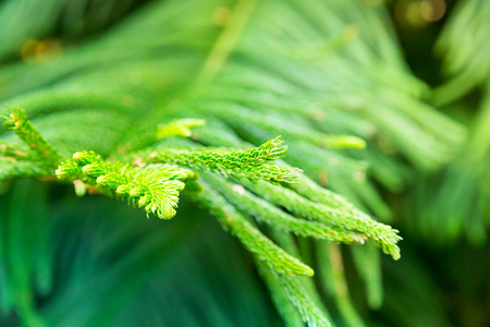 Closeup of tropical plant.