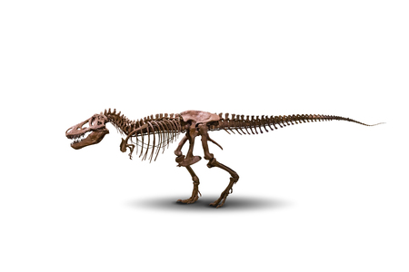 Tyrannosaurus skeleton isolated on white.の写真素材