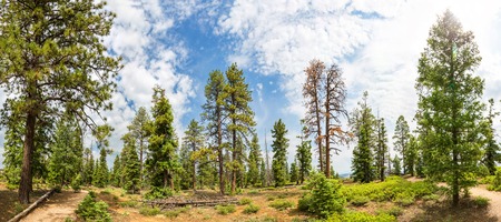 Pine tree forest with dry soil at Bryce Canyonの写真素材