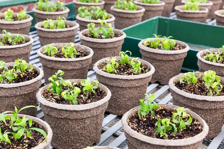 Pots with seedlings in botany garden.の写真素材