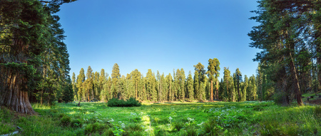 Meadow against huge pine forest panoramic viewの写真素材