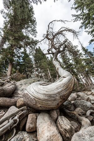 Forest nature landscape with dry tree
