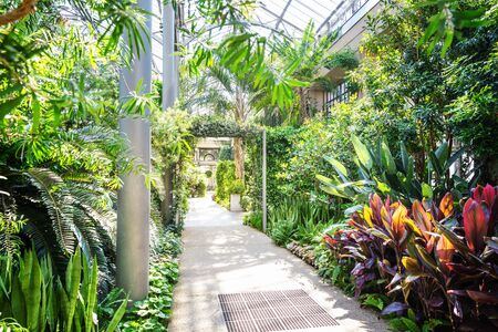 Botanical garden greenhouse exotic plants.の写真素材