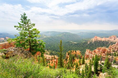 Pine tree forest at canyon against cloudy skyの写真素材