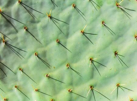 Green cactus trunk with needles closeup
